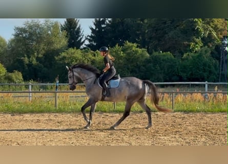 Cheval de sport polonais, Hongre, 5 Ans, 174 cm, Gris