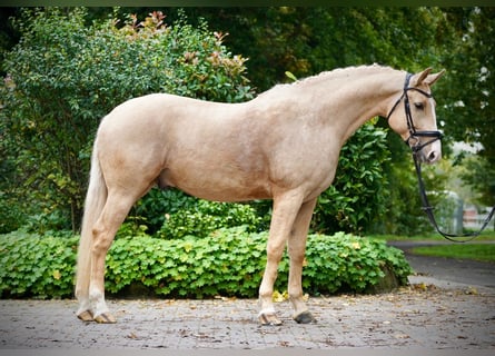 Cheval de sport polonais, Hongre, 6 Ans, 164 cm, Palomino