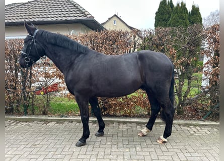 Cheval de sport polonais, Hongre, 6 Ans, 167 cm, Noir