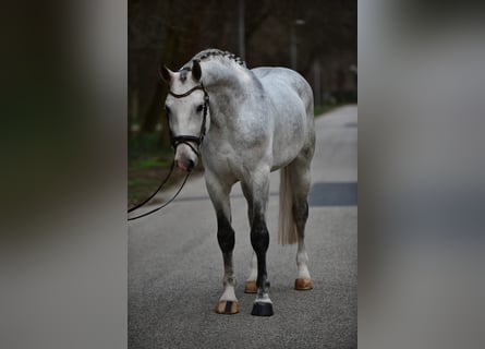 Cheval de sport polonais, Hongre, 6 Ans, 172 cm, Gris