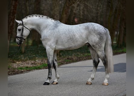Cheval de sport polonais, Hongre, 6 Ans, 172 cm, Gris