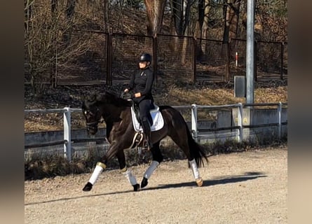 Cheval de sport polonais, Hongre, 7 Ans, 160 cm, Noir