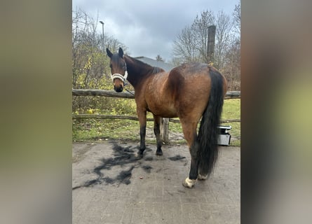 Cheval de sport polonais, Hongre, 7 Ans, 164 cm, Bai