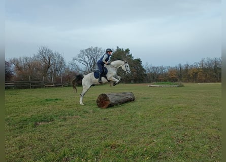 Cheval de sport polonais, Hongre, 9 Ans, 160 cm, Gris