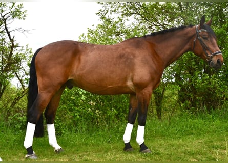 Cheval de sport polonais, Hongre, 9 Ans, 165 cm, Bai