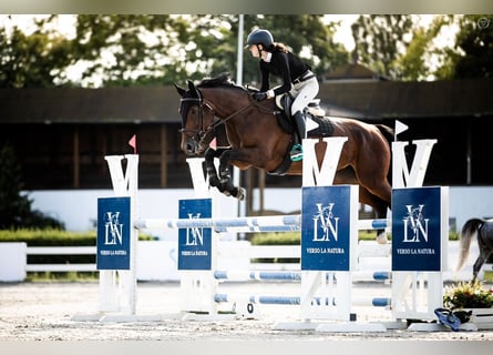 Cheval de sport polonais, Jument, 11 Ans, 167 cm, Bai