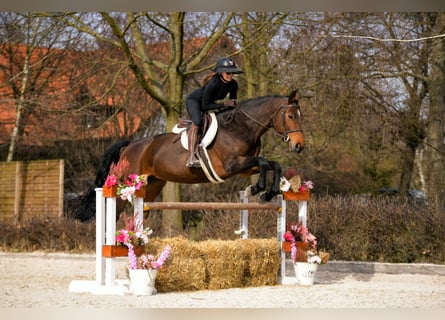 Cheval de sport polonais, Jument, 11 Ans, 170 cm, Bai