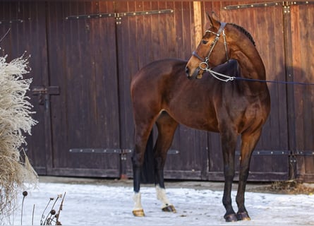 Cheval de sport polonais, Jument, 11 Ans, 170 cm, Bai