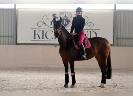 Cheval de sport polonais, Jument, 11 Ans, 170 cm, Bai