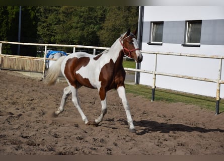 Cheval de sport polonais, Jument, 1 Année, 170 cm, Pinto