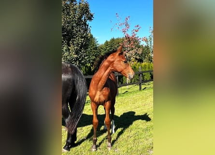 Cheval de sport polonais, Jument, 1 Année