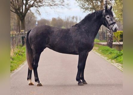 Cheval de sport polonais, Jument, 3 Ans, 167 cm, Gris noir