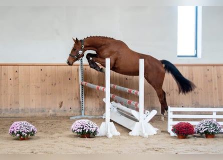 Cheval de sport polonais, Jument, 3 Ans, 169 cm, Bai cerise