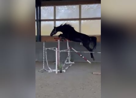 Cheval de sport polonais, Jument, 5 Ans, 165 cm, Bai brun foncé