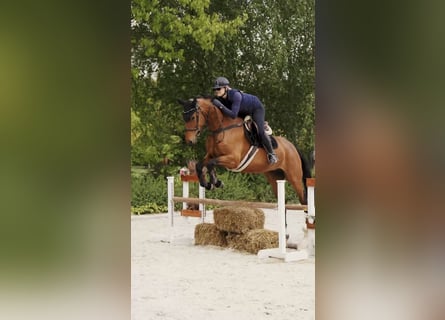 Cheval de sport polonais, Jument, 6 Ans, 164 cm, Bai cerise