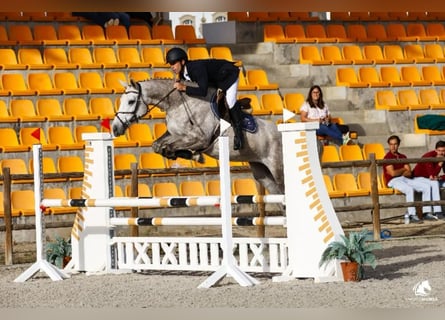Cheval de sport portugais, Jument, 5 Ans, 168 cm, Gris