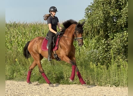 Cheval de sport portugais, Jument, 7 Ans, 163 cm, Bai