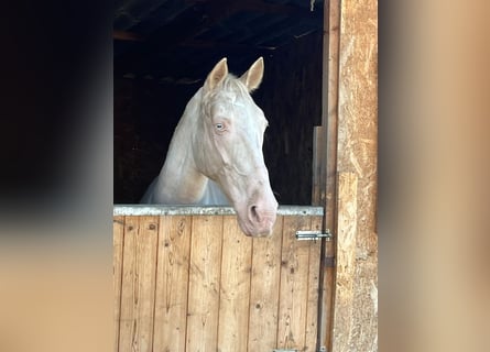 Cheval de sport portugais, Jument, 9 Ans, 155 cm, Champagne