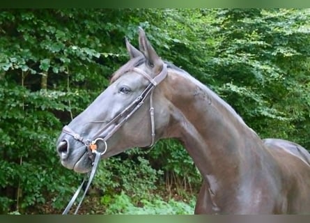 Cheval de sport portugais, Jument, 9 Ans, 168 cm, Noir