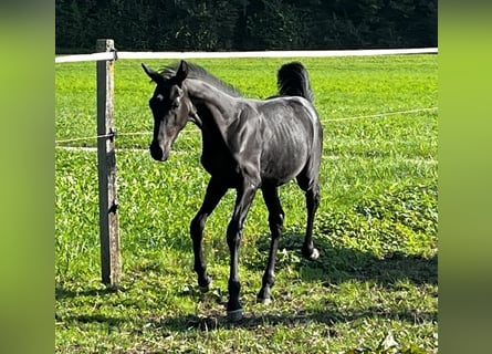 Cheval de sport suisse, Étalon, 1 Année, Noir