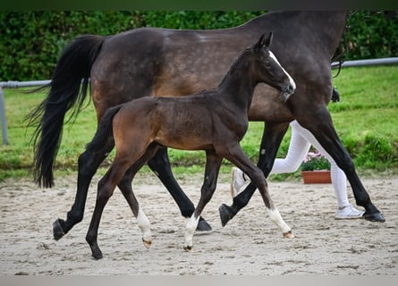 Cheval de sport suisse, Étalon, Poulain (05/2024), Peut devenir gris