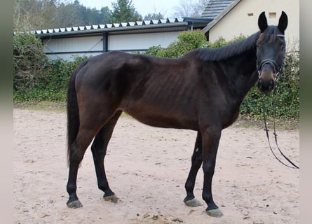 Cheval de sport suisse, Hongre, 11 Ans, 176 cm, Bai brun foncé