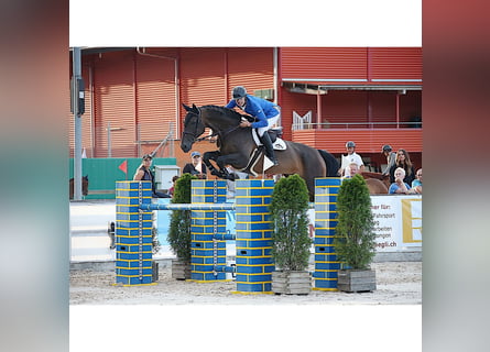 Cheval de sport suisse, Hongre, 13 Ans, 175 cm, Bai brun