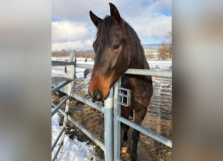 Cheval de sport suisse, Hongre, 3 Ans, Bai brun