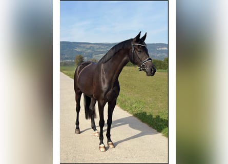 Cheval de sport suisse, Hongre, 4 Ans, 173 cm, Noir