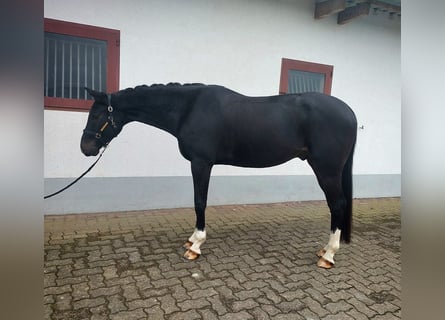 Cheval de sport suisse, Hongre, 5 Ans, 173 cm, Bai brun