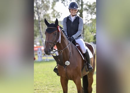 Cheval de sport suisse, Hongre, 5 Ans