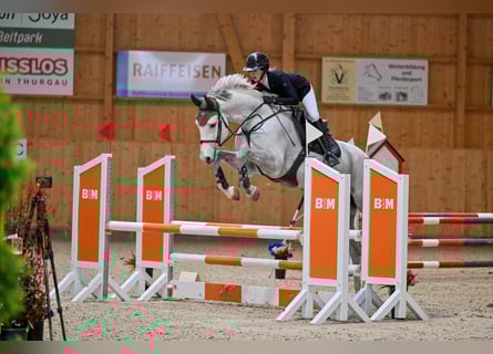 Cheval de sport suisse, Hongre, 5 Ans, Gris