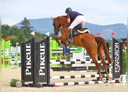 Cheval de sport suisse, Hongre, 6 Ans, 165 cm, Alezan