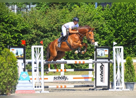 Cheval de sport suisse, Hongre, 7 Ans, 165 cm, Alezan
