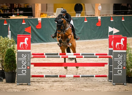 Cheval de sport suisse, Hongre, 9 Ans, 170 cm, Bai