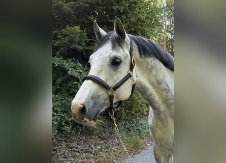 Cheval de sport suisse, Hongre, 9 Ans