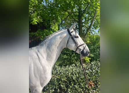 Cheval de sport suisse, Hongre, 9 Ans, Gris