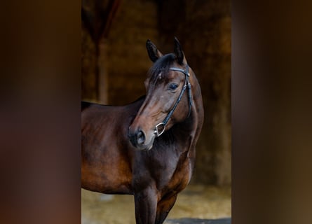 Cheval de sport suisse, Jument, 11 Ans, 160 cm, Bai brun