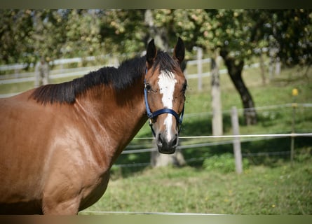 Cheval de sport suisse, Jument, 2 Ans, Bai