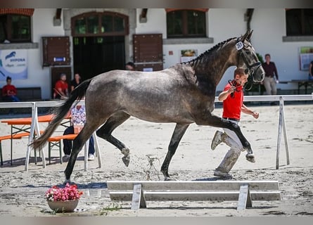 Cheval de sport suisse, Jument, 4 Ans, 173 cm, Gris pommelé