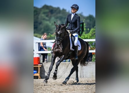 Cheval de sport suisse, Jument, 5 Ans, 163 cm, Bai brun foncé