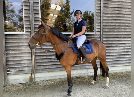 Cheval de sport suisse, Jument, 6 Ans, 165 cm, Bai
