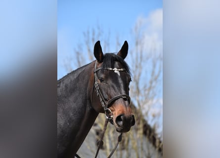 Cheval de sport suisse, Jument, 7 Ans, 165 cm, Bai brun