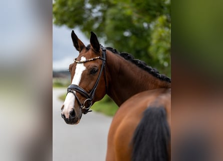 Cheval de sport suisse, Jument, 7 Ans, 168 cm, Bai