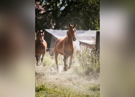 Cheval de sport suisse, Jument, 7 Ans, Bai