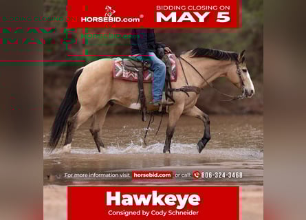 Cheval de trait Croisé, Hongre, 11 Ans, 152 cm, Buckskin