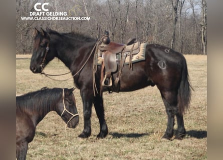 Cheval de trait, Hongre, 11 Ans, 163 cm, Noir