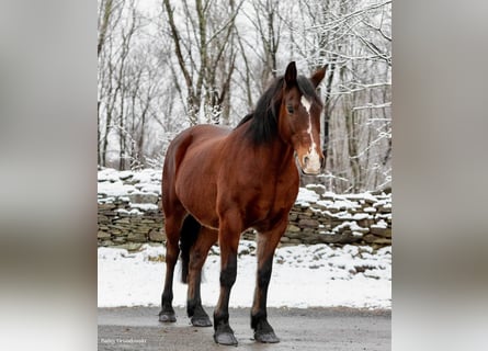 Cheval de trait, Hongre, 13 Ans, 155 cm, Bai cerise