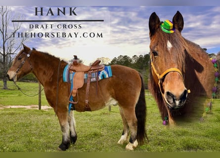 Cheval de trait Croisé, Hongre, 14 Ans, 160 cm, Bai cerise