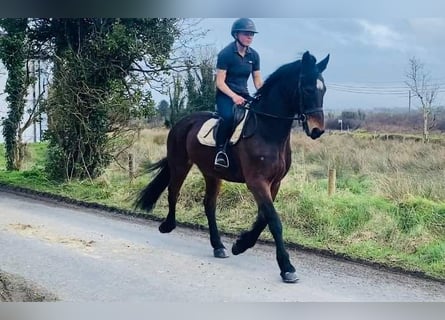 Cheval de trait, Hongre, 15 Ans, 165 cm, Bai
